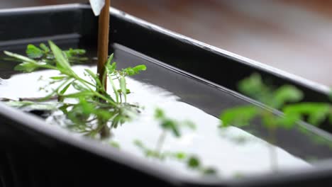 heavy rain and stagnant water in flower pots