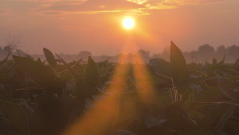 Slow-motion-medium-shot-of-soy-beans-during-sunrise