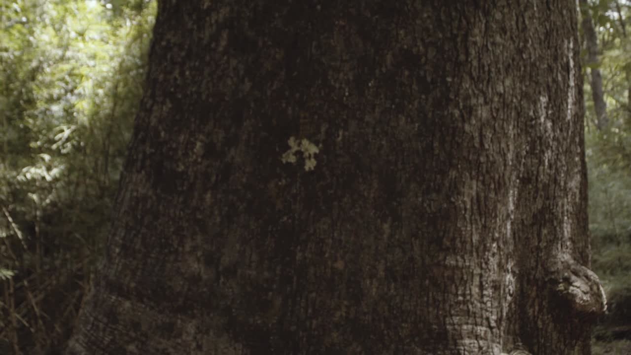 칠레 산에서 큰 나무의 상하 운동