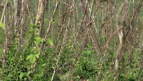 rare footage of destroyed hop garden after hailstorm „felix“ 2009 near wolnzach , bavaria, germany-2