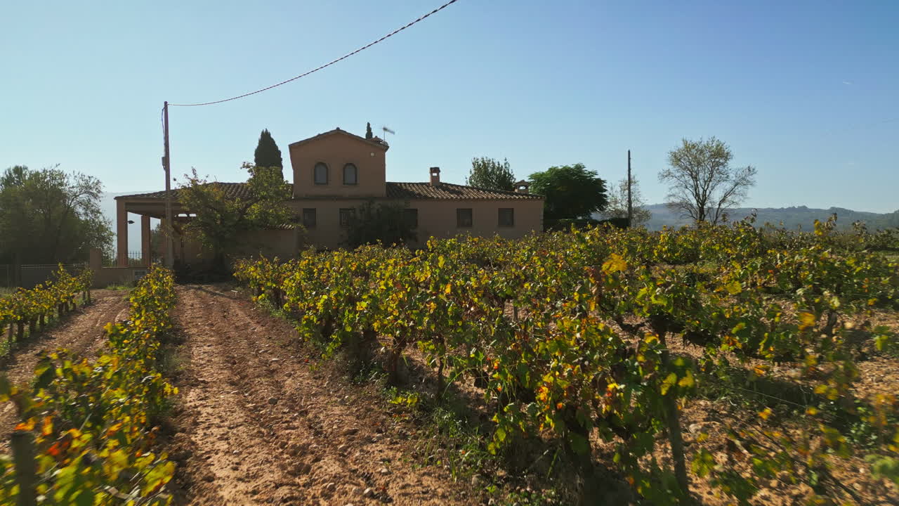 Drone che vola elegantemente indietro da rigogliosi vigneti, filari di alberi e vegetazione verde vibrante sullo sfondo di un cielo azzurro e limpido in una giornata di sole