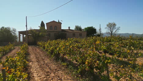 drone gracefully flies back from lush grape fields, rows of trees, and vibrant green vegetation against the backdrop of a clear blue sky on a sunny day