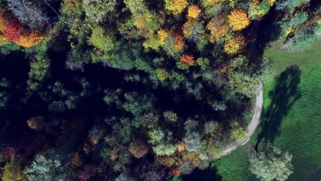 birdseye view of autumn colored trees in a dense forest