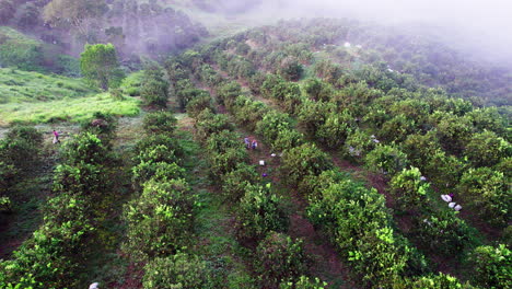 Aerial-shot-of-farmers-harvesting-oranges-in-Penonome,-Cocle-province,-Panama