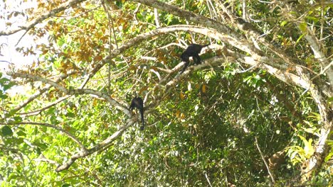 A-family-of-Mantled-howler-monkeys-climbing-around-in-a-tree,-sunny-day