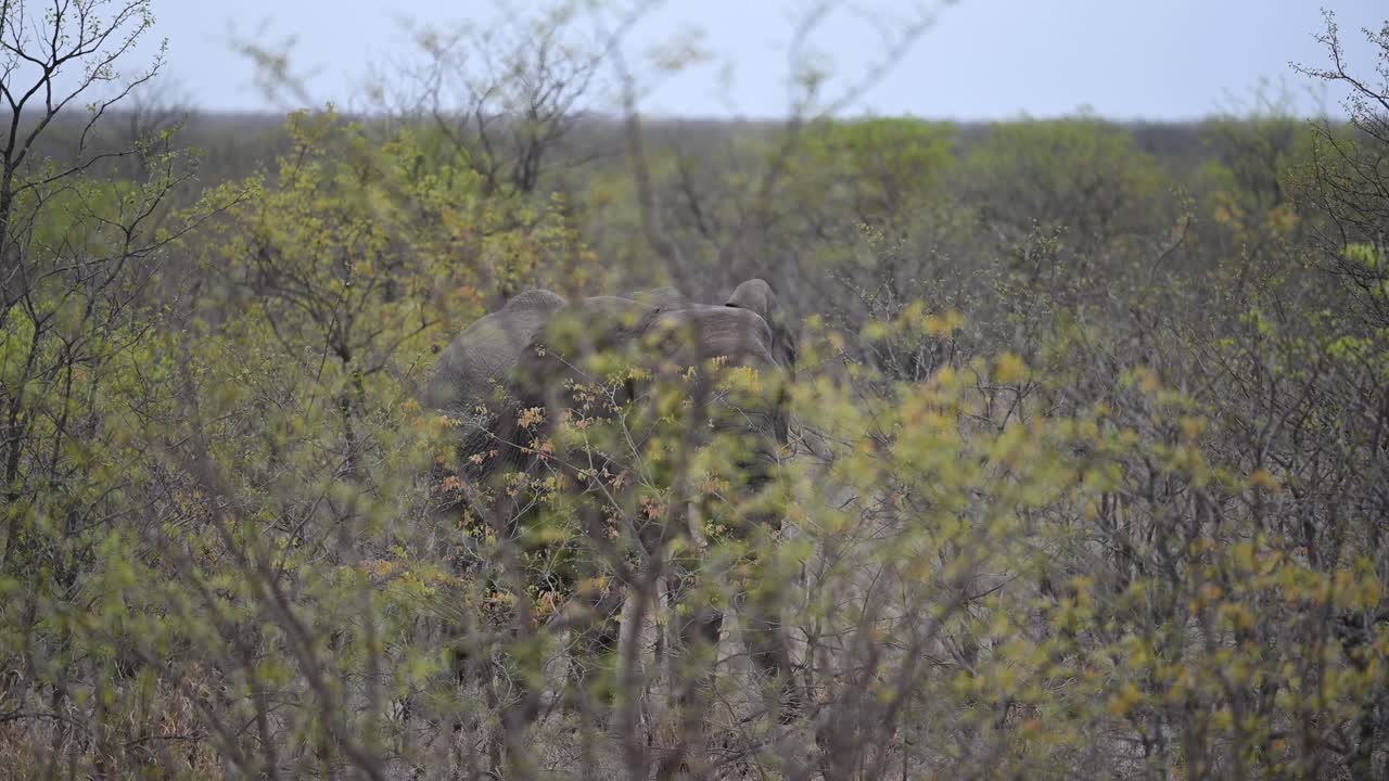 남아프리카공화국 크루거 국립공원의 덤불 사이로 움직이는 거대한 야생 아프리카 코끼리