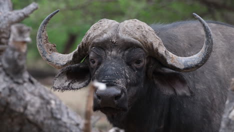 Primer-Plano-De-La-Cabeza-De-Un-Búfalo-Africano