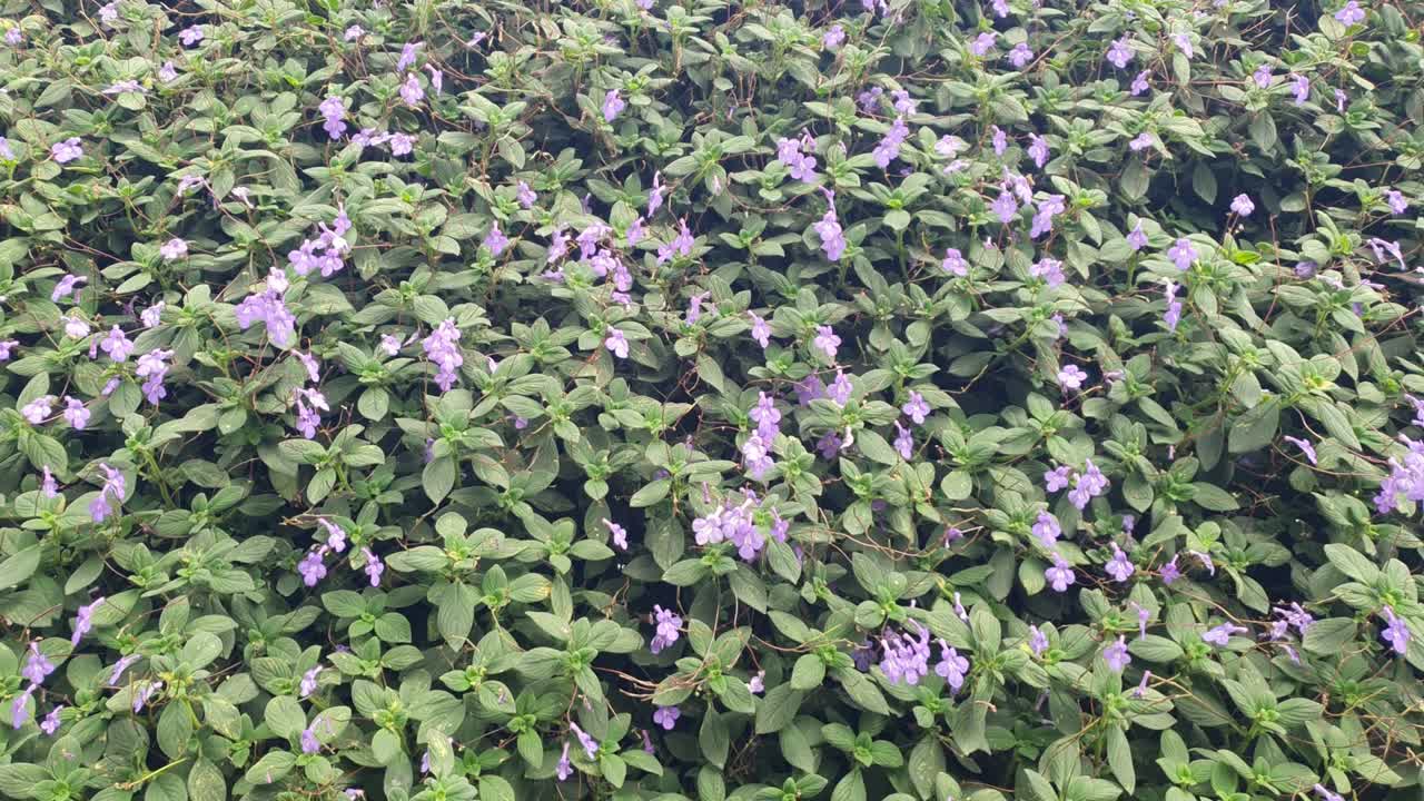 카메론 하이랜드 말레이시아의 아름다운 꽃과 풀