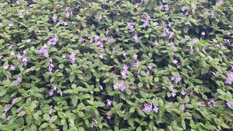 the beautiful flowers and grass beds of cameron highlands malaysia