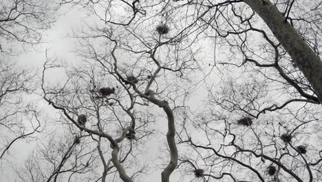 bare tree branches with nests