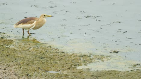 Teichreiher-Trinkt-Wasser-In-Mangroven-In-Mumbai-Und-Wartet-Auf-Beute