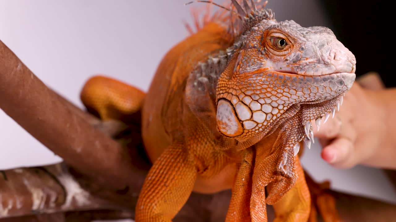 Un primo piano dettagliato di un'iguana arancione brillante toccata delicatamente da una persona