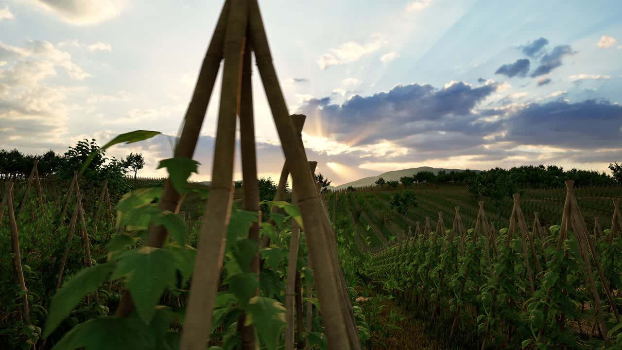 Field Of Green Plants A General Plan Nature Agriculture. Organic Farming. Agriculture Lifestyle Plantation Business Farm Concept. Soy Vegetable Healthy Food Agriculture