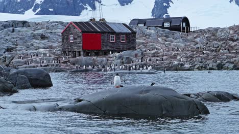 port lockroy gentoo penguins colony in antarctica, antarctic peninsula wildlife and animals with the famous post office hut building in beautiful winter landscape scenery