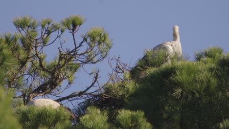 Un-Par-De-Cigüeñas-En-La-Corona-De-Un-Pino-Verde