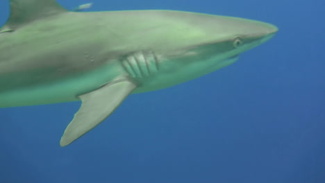 grey reef shark with a remora on its back swims left to right as the camera follows its movement