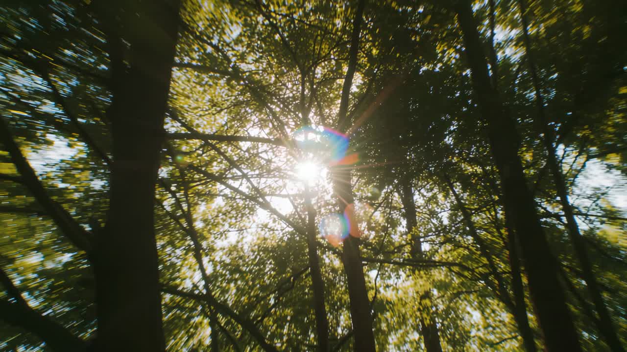 Sun disk flaring lens flares through trunks and leafy canopy as camera tilting upward