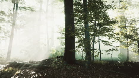 luz del sol en el bosque verde en la niebla en la primavera