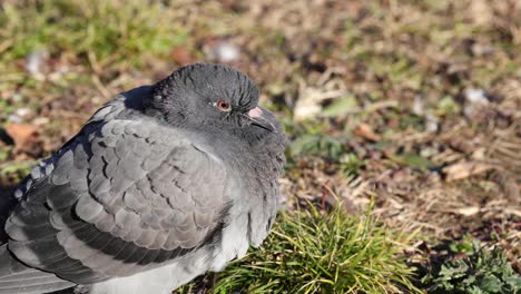 a pigeon relaxes on the grass, occasionally blinking.