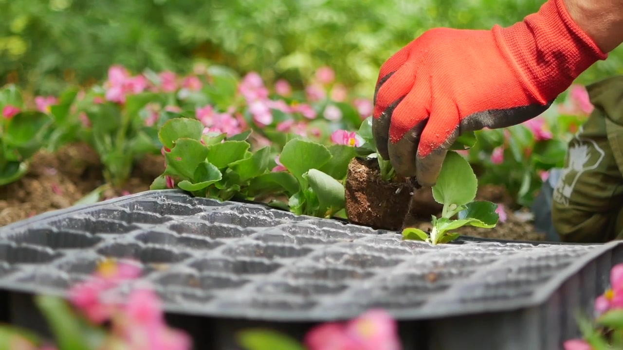 Jardineiro Plantando Mudas em uma Bandeja