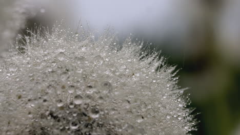 dew drops on a dandelion seed head