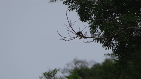 Una-Ardilla-Ocupada-Forrajeando-Dejando-Caer-Un-Poco-De-Corteza-Astillada-Mientras-La-Cámara-Se-Aleja,-Ardilla-Y-Bosque,-Parque-Nacional-Kaeng-Krachan,-Tailandia