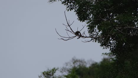 una ardilla ocupada forrajeando dejando caer un poco de corteza astillada mientras la cámara se aleja, ardilla y bosque, parque nacional kaeng krachan, tailandia