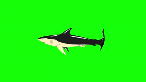 black shark swim chroma key