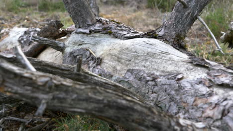 Verwelkter-Baumstamm-In-Der-Natur,-Verschwommene-Äste,-Abgenutzte-Rinde