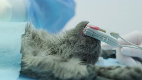 veterinarian surgeons in operating room doing cat neutering