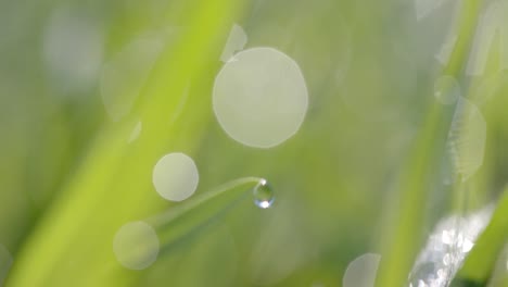 close up of backlit grass with raindrops on sunny day, bokeh, slow motion