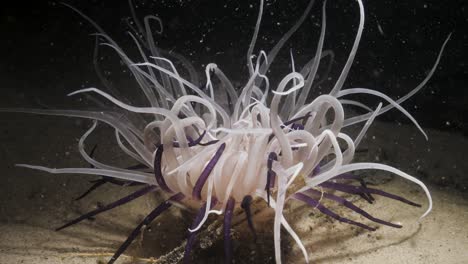 a unique underwater video at night of a large tube anemone lit up by a scuba divers torch feeding by moving its tentacles with the ocean current