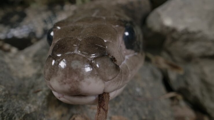 Brazilian smooth snake - close up macro of a false water cobra