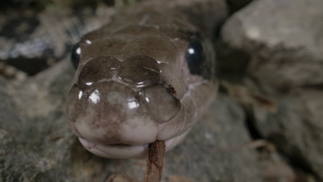 serpiente lisa brasileña - macro de cierre de una cobra de agua falsa