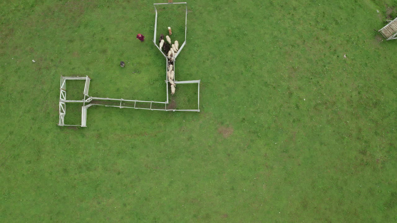 vista aérea de un perro pastoreando ovejas, perro pastoreando a las ovejas para que entren en la valla, juicio de perros pastores, finlandia, escandinavia