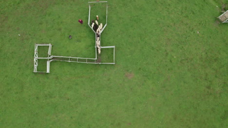 aerial view of a dog herding sheep, herding dog directing sheep to go into fence, sheepdog trial, finland, scandinavia