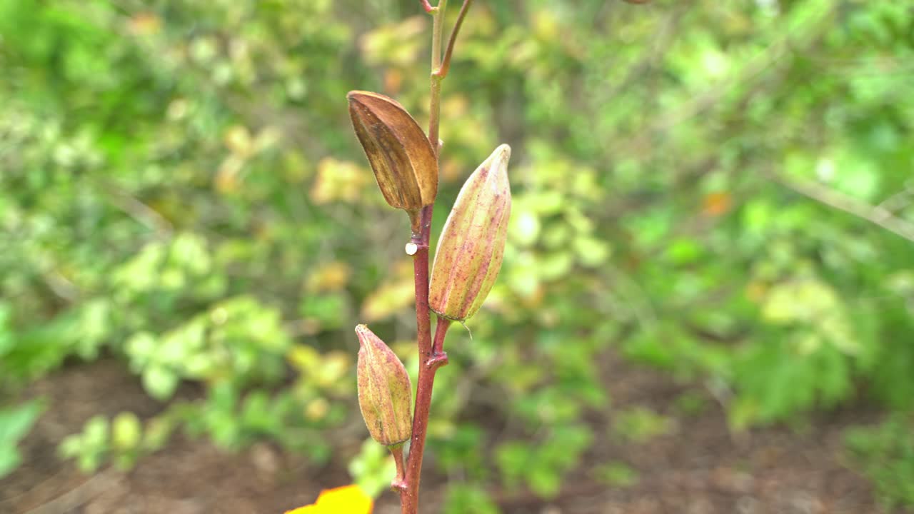 viento soplando magnífico tiro de okra planta vegetal producir cultivo vegano para la cocina y beneficios para la salud