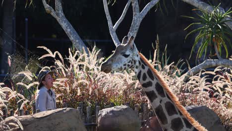 staff feeding giraffe at australia zoo