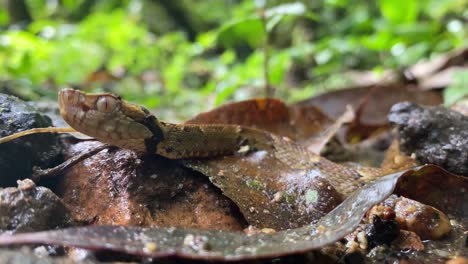 pit viper jararaca ojo de serpiente detalle y cabeza moviéndose lentamente en el suelo del bosque