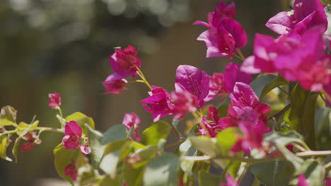 pretty pink close up of flowers blowing gently in the wind