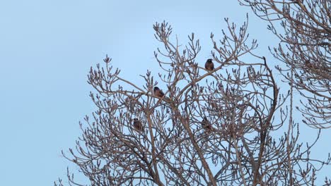 el pájaro indio común myna se alza en un árbol desnudo día ventoso hora dorada cielo azul australia gippsland victoria maffra tiro amplio