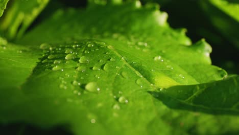 close-up of a wet leaf