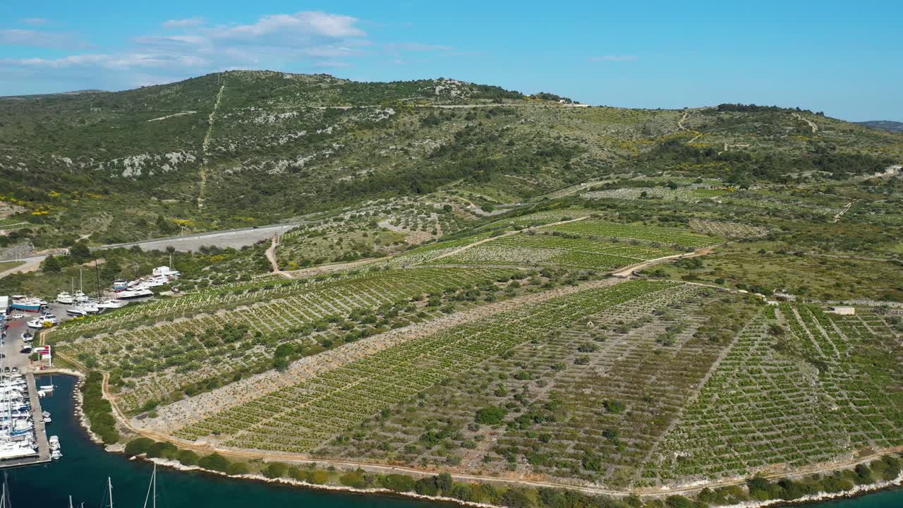 famoso viñedo babic en primosten, croacia - toma aérea con drones