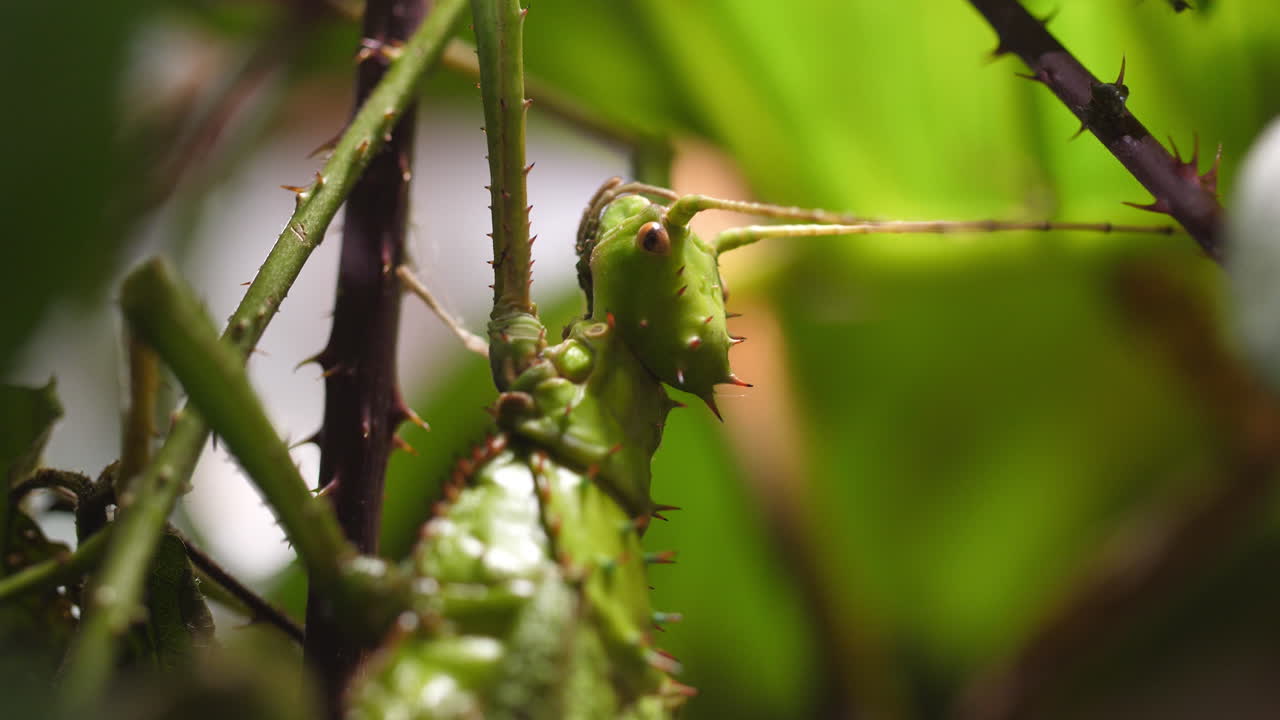 Close-up of a Malayan Jungle Nymph (Heteropteryx dilatata) in its natural tropical forest habitat. Captures intricate details and unique behavior of this rainforest stick insect.
