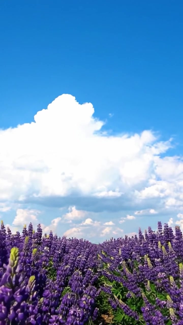 Un bellissimo campo di fiori di lavanda sotto un cielo azzurro limpido con soffici nuvole bianche, che mostra i colori vivaci della natura e un'atmosfera tranquilla