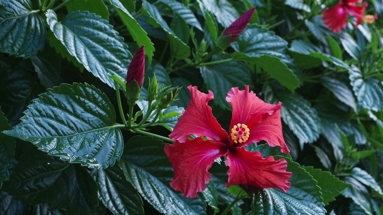 Flor de Hibisco Vermelho Vibrante Desabrochando em Jardim Verde Exuberante