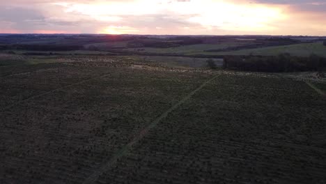 Yerba-Mate-Plantage-Vor-Sonnenuntergang-Im-Hintergrund,-Goldene-Stunde,-Luftaufnahme,-Argentinien