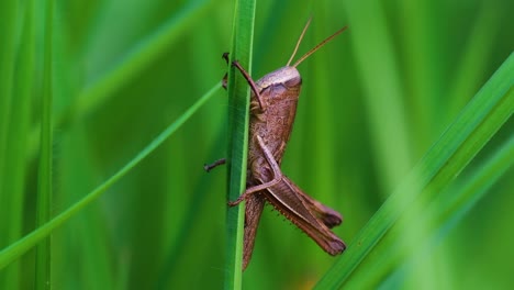 female short-winged meadow grasshopper clinging to grass. closeup