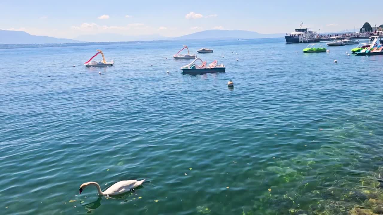 Lake Geneva with boats and ducks in Switzerland, clear water