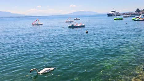 lake geneva with boats and ducks in switzerland, clear water